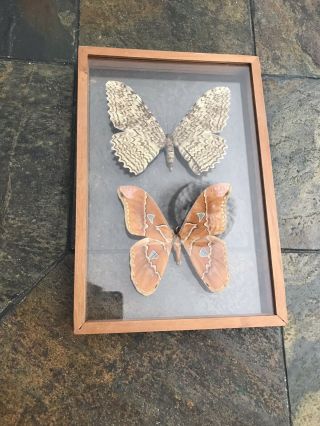 Wooden Framed Moths Thysania Agrippina and Attacus Moth 2