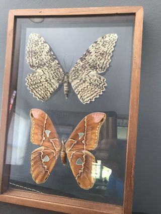 Wooden Framed Moths Thysania Agrippina and Attacus Moth 3