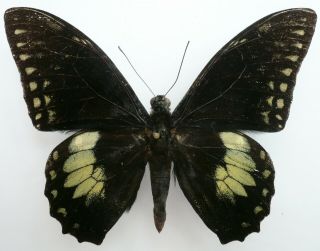 Papilio Birchali Godmani Male From Costa Rica