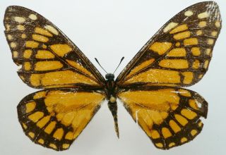 Baronia Brevicornis Rufodiscalis Female Form From Chiapas,  Mexico