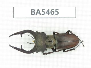Beetle.  Lucanus Sp.  Yunnan,  Jinping County.  1m.  Ba5465.