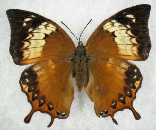 Insect/butterfly/ Charaxes Amycus Georgius - Female 3 1/4 " Rare