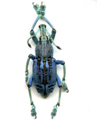 Curculionidae - Eupholus Species ? - Papua Guinea (bennetti Var ?)