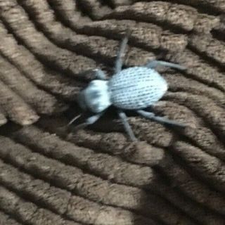 Desert Ironclad Beetle/blue Death Feigning Beetle/asbolus Verrucosus/