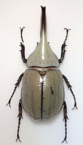 Dynastes Granti Male 67.  5mm Hardly Any Spots Arizona Rhino Beetle Insect