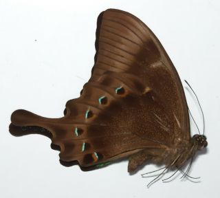 Xrare Papilio Lorquinianus Ssp Fakfak,  Papua,  Indonesia,  Unmounted