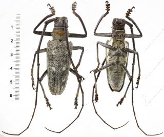 Batocera Humeridens - Cerambycidae 57 Mm From Timor Island,  Indonesia