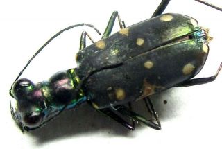 D032 Mi :cicindelidae: Thopeutica Species? Female 10.  5mm