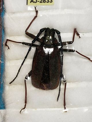 Cerambycidae Prioninae Scatopyrodes Tenuicornis 28mm A1 Comitan Chiapas Os6 2833