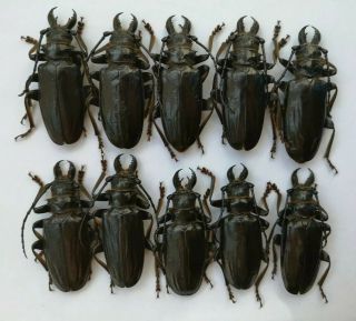 Anthracocentrus Beringei 10m 65 - 69mm Prioninae Cerambycidae A1