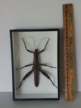Eurycantha Horrida Bug Insect Display Mounted Labeled Taxidermy Glass Frame Box