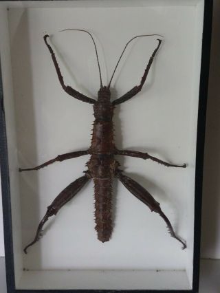 Eurycantha Horrida Bug Insect Display Mounted Labeled Taxidermy Glass Frame Box 2