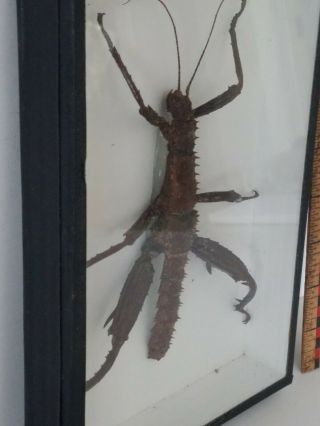 Eurycantha Horrida Bug Insect Display Mounted Labeled Taxidermy Glass Frame Box 3
