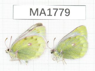 Butterfly.  Colias Arida Muetingi.  W Of Gansu,  Akesai.  2f.  Ma1779.