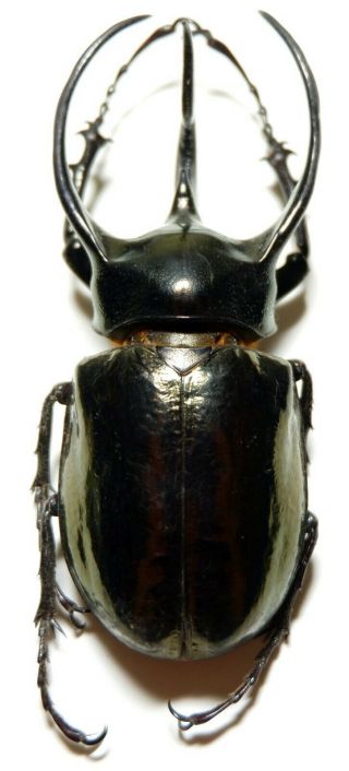 Chalcosoma Atlas Male 98mm Am200 Dynastinae Beetles