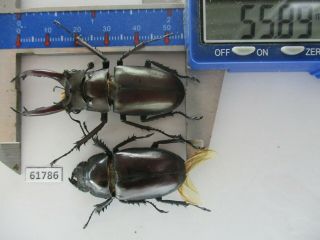 61786 Unmouted Insects: Lucanus Dongi Ssp.  Vietnam C.  Area.  55mm