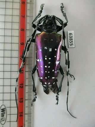 63855 Cerambycidae Sp.  Vietnam C.  Over 2000m