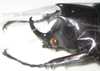 Dynastidae Chalcosoma Engganensis Male A1 51mm (indonesia) Rare Xxl