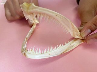 Extra Large Anglerfish Fish Mouth Bone Skull Animal Skull Specimen （real Skull）