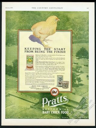 1928 Chick Chicken Art Pratts Buttermilk Baby Chick Food Feed Vintage Print Ad