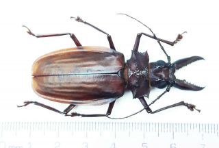 612.  Cerambycidae.  Macrodontia Crenata 6.  2cm - Loc.  Loreto - 2020