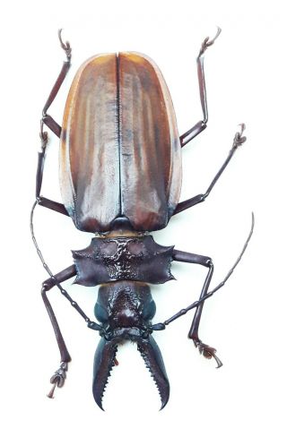612.  Cerambycidae.  Macrodontia crenata 6.  2cm - Loc.  Loreto - 2020 2