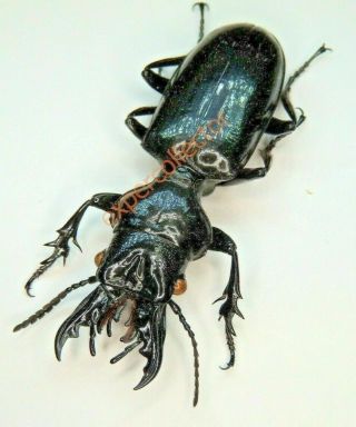 Carabidae - Ochryopus Gigas Giant Mandible 50mm From Ivory Coast Kbb635