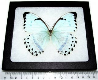 Real Framed Butterfly Metallic Ice Blue Morpho Catenaria Catenerius