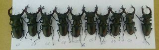 Coleoptera Lucanidae Lucanus Cervus A1/ 10 Piece/ 64 - 69 Mm / Ukraina