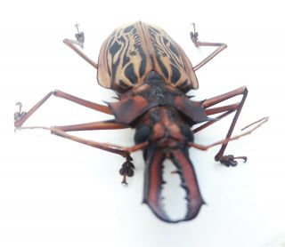 204.  Cerambycidae,  Macrodontia Cervicornis - Loc.  Loreto - 2020