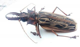 204.  Cerambycidae,  Macrodontia cervicornis - Loc.  Loreto - 2020 2