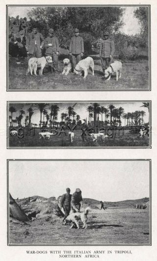 Dog Great Pyrennes Or Italian Maremma War Dogs,  Rare Antique Print