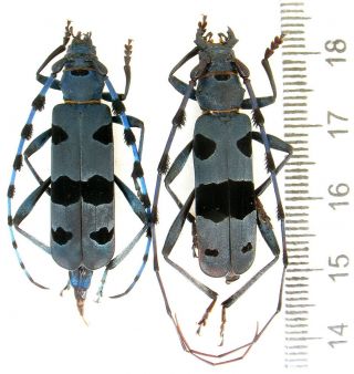 Beetles Cerambycidae Rosalia Alpina Pair 30,