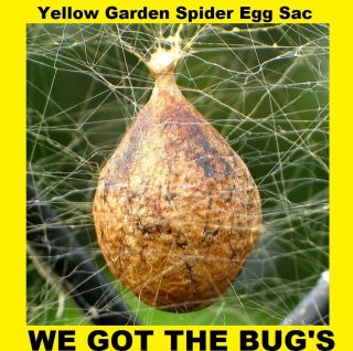 2 Real Black And Yellow Garden Spider (specimen Egg Sac) (egg Sac Only)