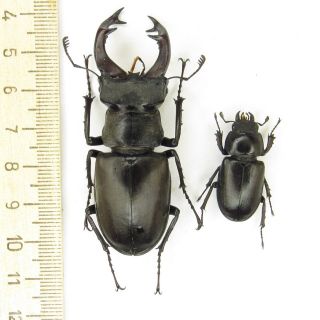 Coleoptera Lucanidae Lucanus Cervus Tauricus A2/a1 / 1 Pair / 63/29mm/ Crimea