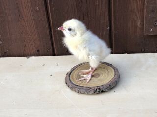 Taxidermy Chick Mounted On A Log Slice