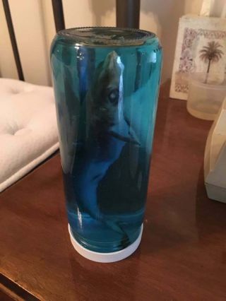 Collectible Real Baby Shark In A Bottle Preserved Taxidermy Item Fish Florida