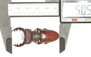 Lucanidae Lucanus Kirchneri Fujian 50.  5mm