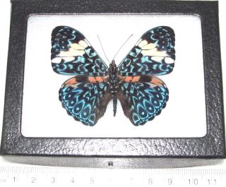 Real Framed Butterfly Blue White Hamadryas Amphinome Peru