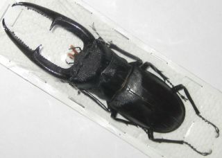 Lucanidae Hexarthrius Mandibularis Sumatranus Male A1 96mm (indonesia) Xl