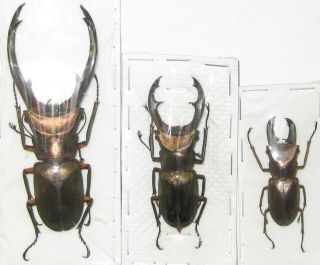 Lucanidae Cyclommatus Elaphus Trio A1 Big Male 86mm (indonesia) Xl