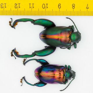 Chrysomelidae - Frog - Legged Leaf Beetle - Sagra Buqueti (pair) - Malaysia - 4491