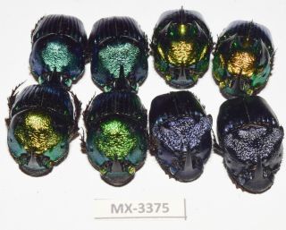 Phanaeus - Colection Sp.  Mexico Very Rarest - Mx - 3375
