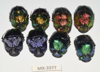 Phanaeus - Colection Sp.  Mexico Very Rarest - Mx - 3377