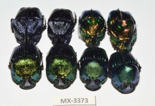 Phanaeus - Colection Sp.  Mexico Very Rarest - Mx - 3373