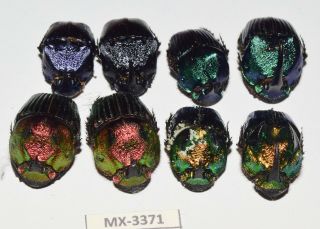 Phanaeus - Colection Sp.  Mexico Very Rarest - Mx - 33371