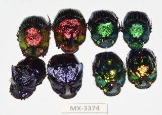 Phanaeus - Colection Sp.  Mexico Very Rarest - Mx - 3374