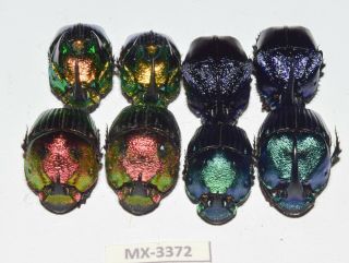 Phanaeus - Colection Sp.  Mexico Very Rarest - Mx - 3372