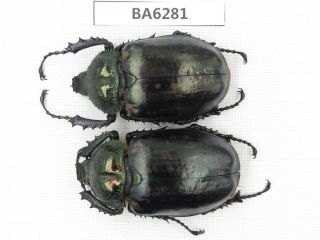 Beetle.  Cheirotonus Macleayi.  Tibet,  Bomi County.  2f.  Ba6281.