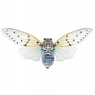 One Real Blue White Ghost Cicada Ayuthia Spectabilis Wings Spread Packaged